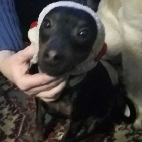 Service dog Unknown