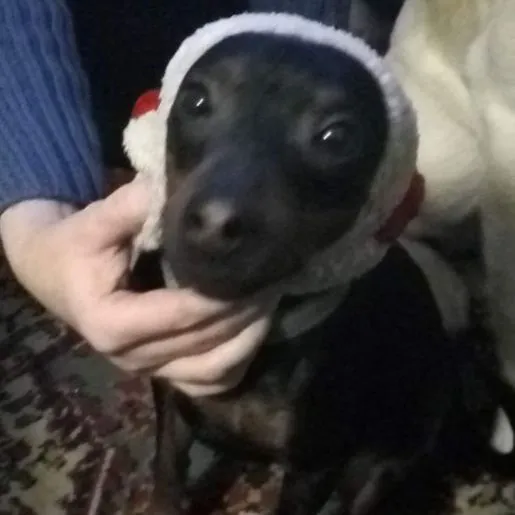 Service dog Unknown